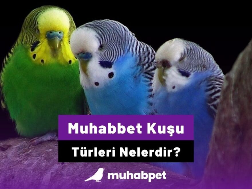 Muhabbet Ku u Cinsleri Ve T rleri Nelerdir Muhabbet Ku u Bilgi