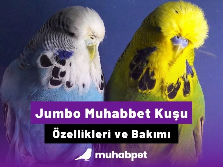 Jumbo Muhabbet Ku u zellikleri Ve Bak m Muhabbet Ku u Bilgi