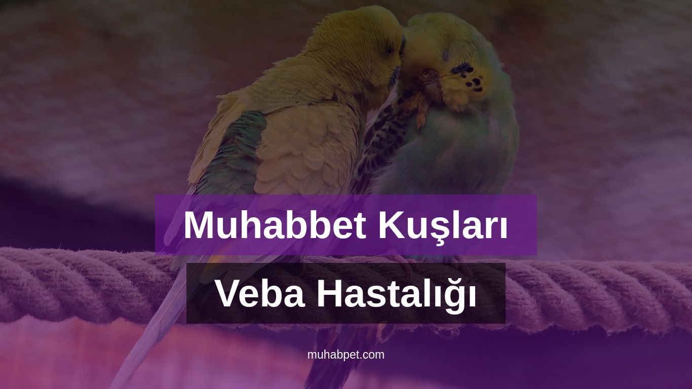 Muhabbet Kuşlarında Veba Hastalığı