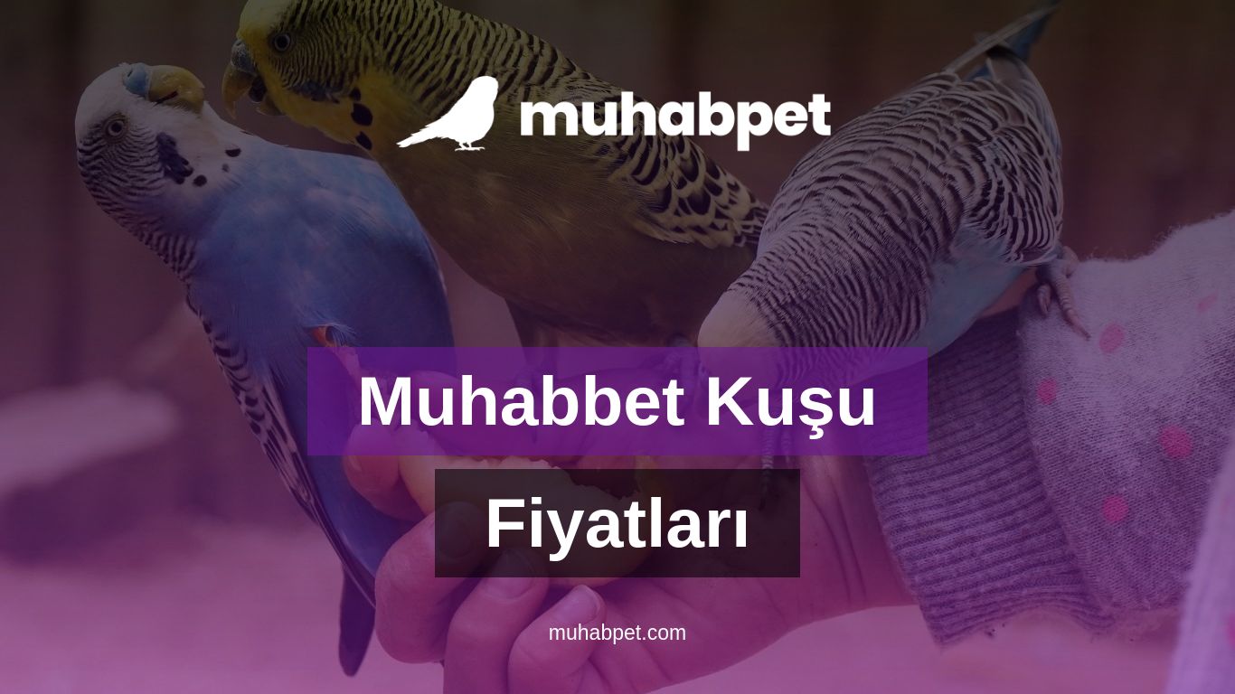 Muhabbet Kuşu Fiyatları