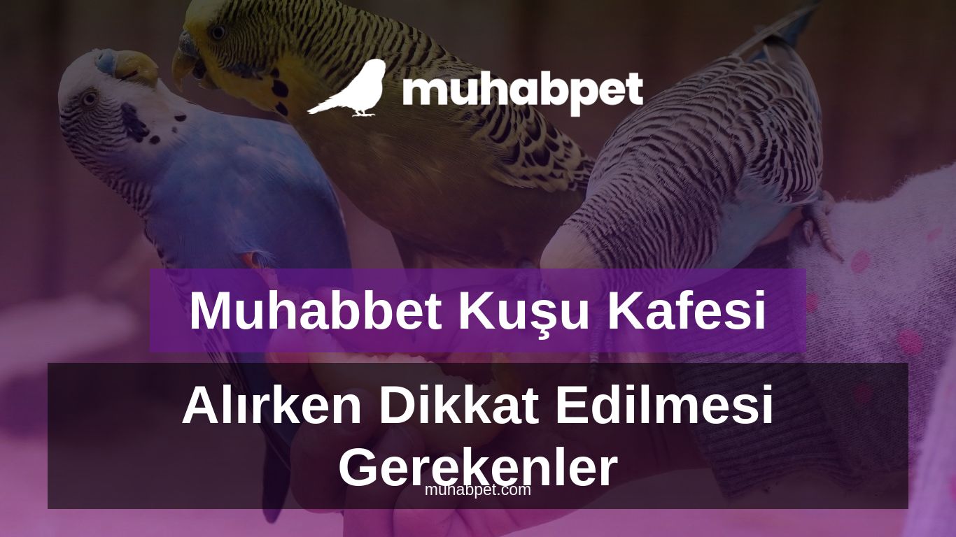 Muhabbet Kuşu Kafesi Alırken Dikkat Edilmesi Gerekenler