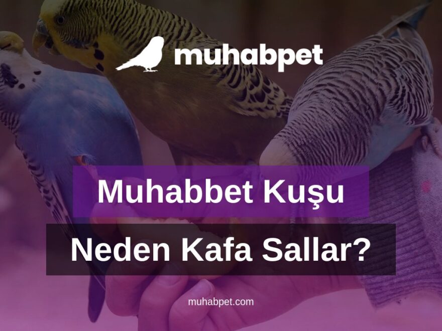 Muhabbet Kuşu Neden Kafa Sallar?
