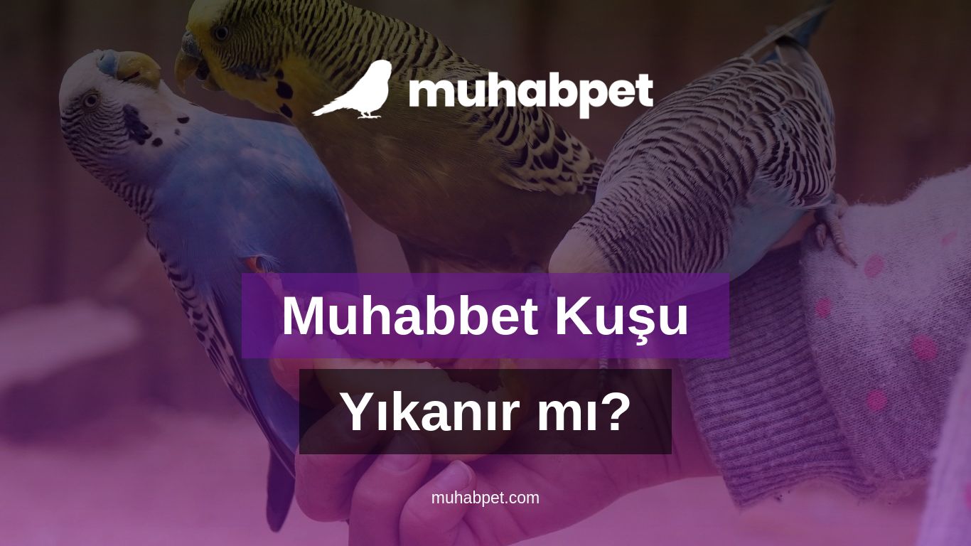 Muhabbet Kuşu Yıkanır mı?