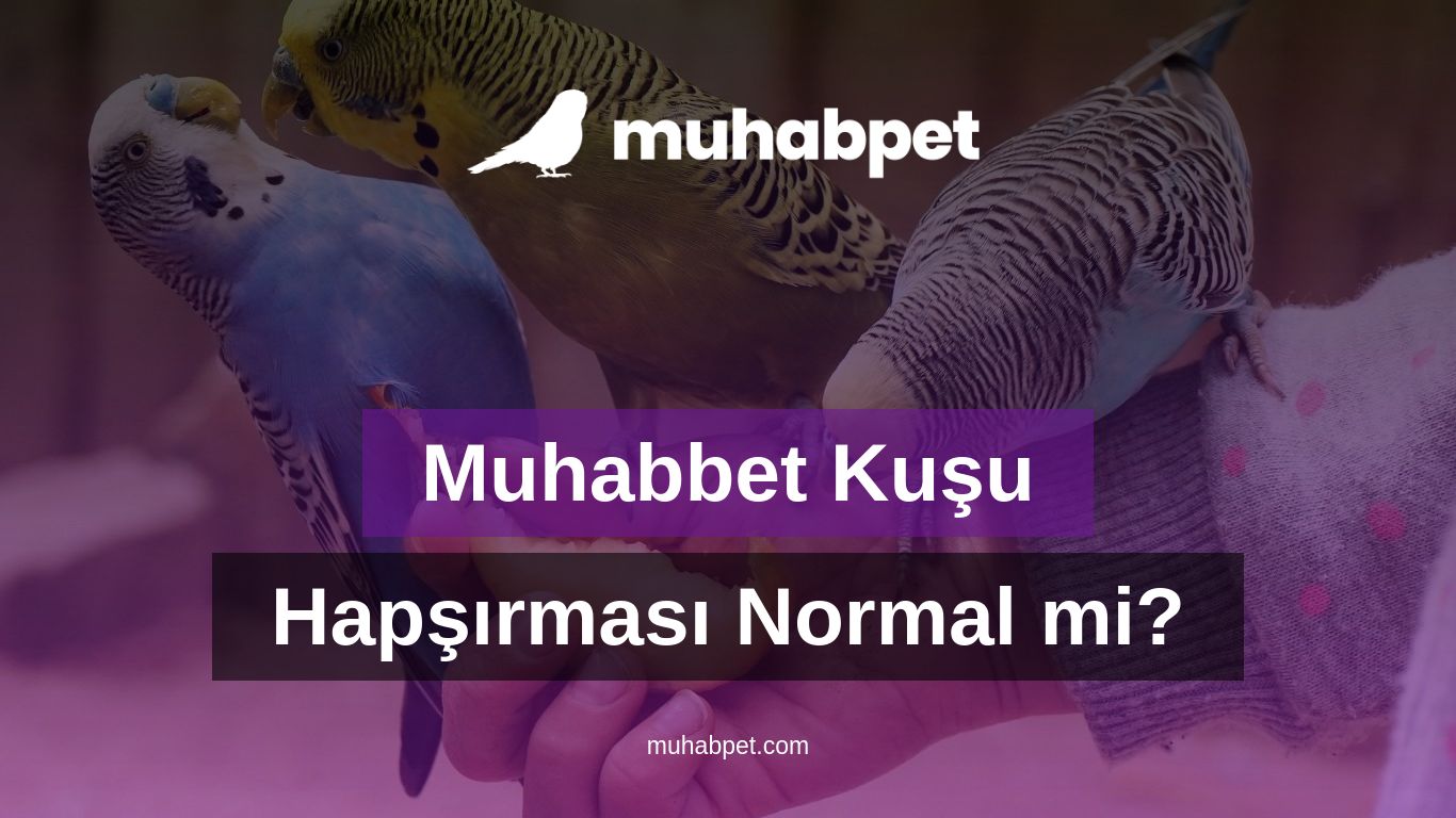 muhabbet-kusu