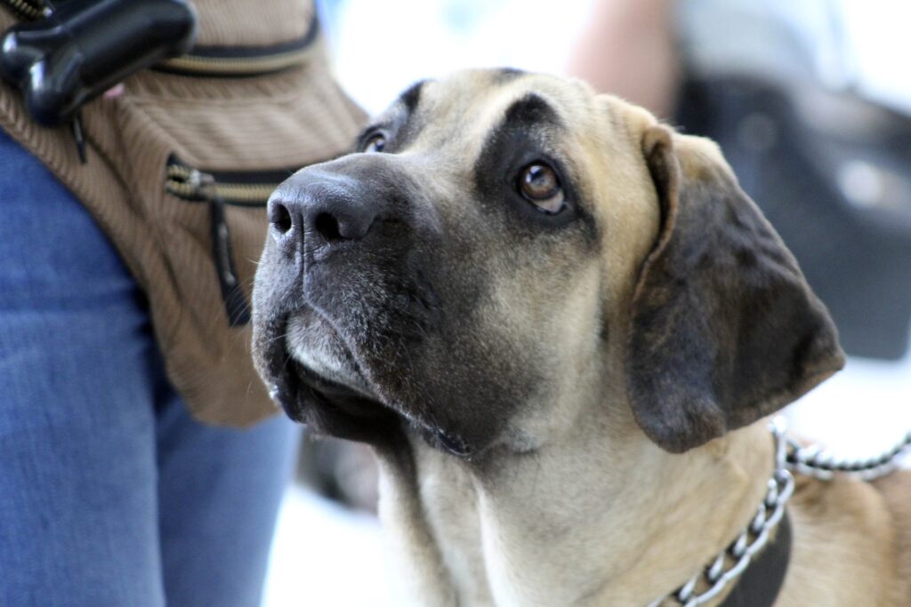 Fila Brasileiro Zellikleri Ve Bak M Muhabbet Ku U Bilgi   Fila Brasileiro 5232193 1920 1024x683 