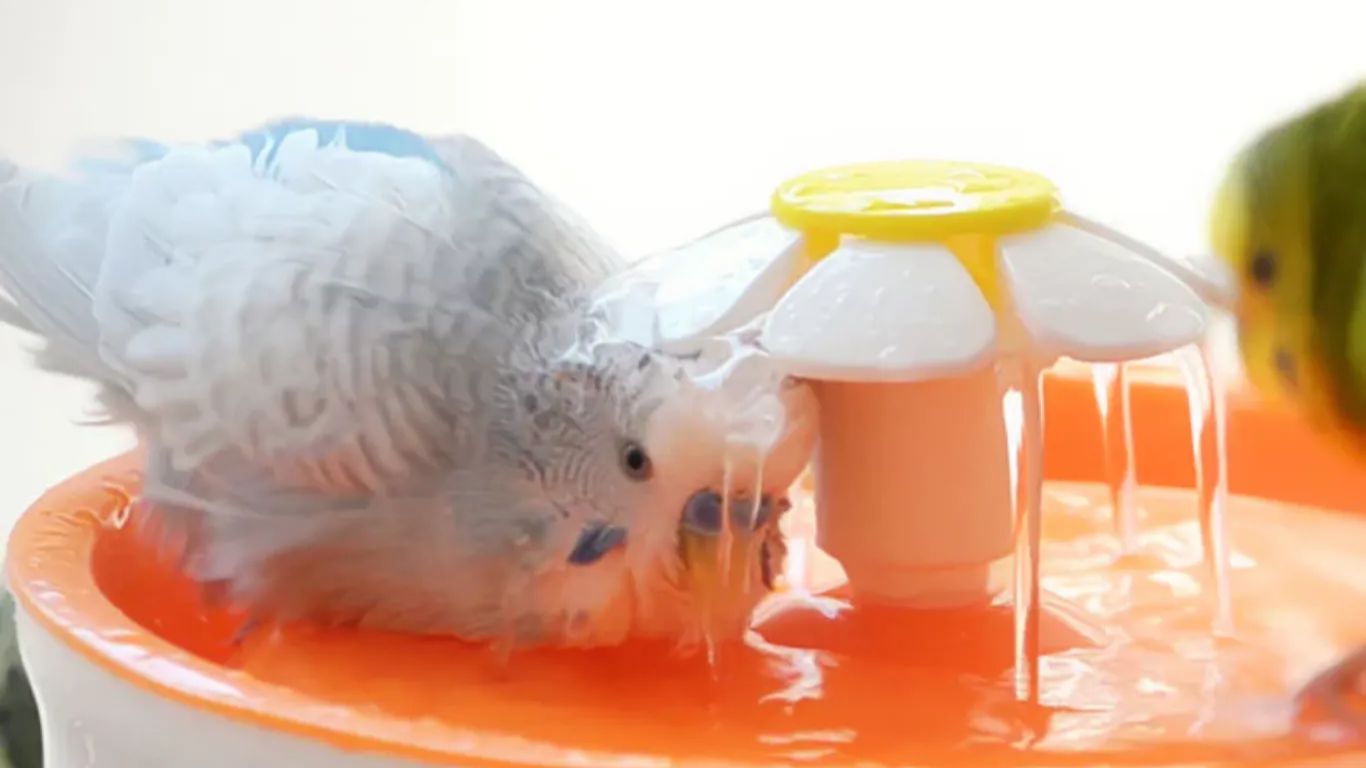 Muhabbet Kuşu Nasıl Yıkanır?