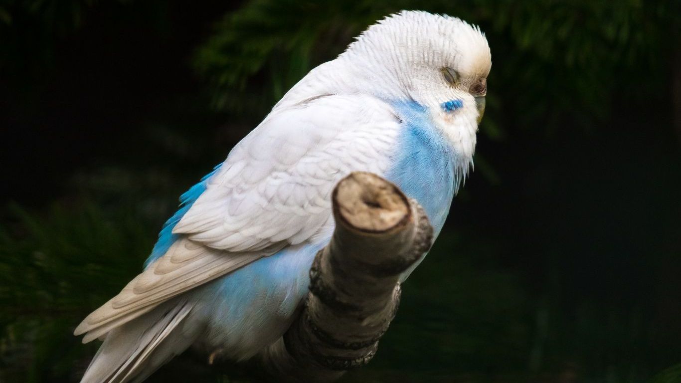 muhabbet-kuslari-ruya-gorur-mu