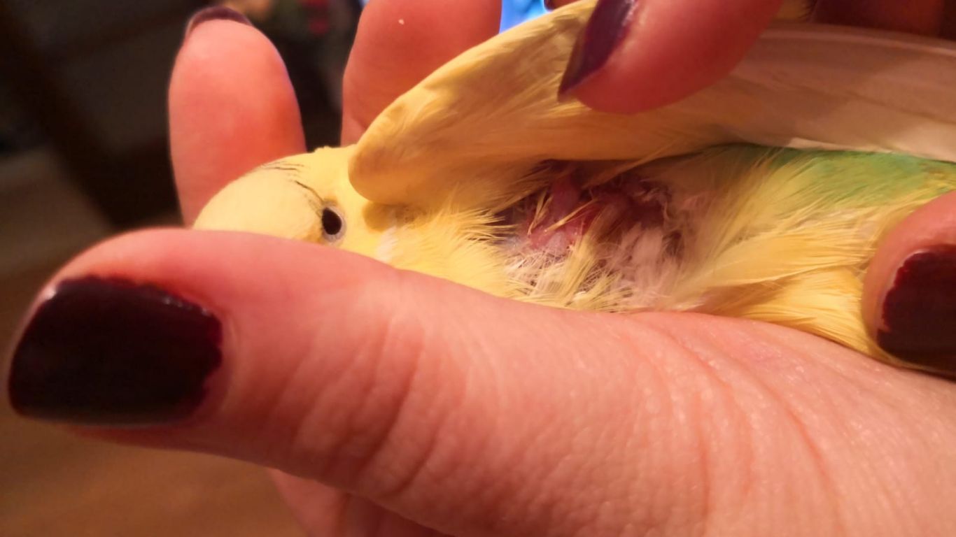 muhabbet-kusu-yarasina-ne-surulur