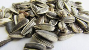 muhabbet-kusu-cekirdek-yer-mi