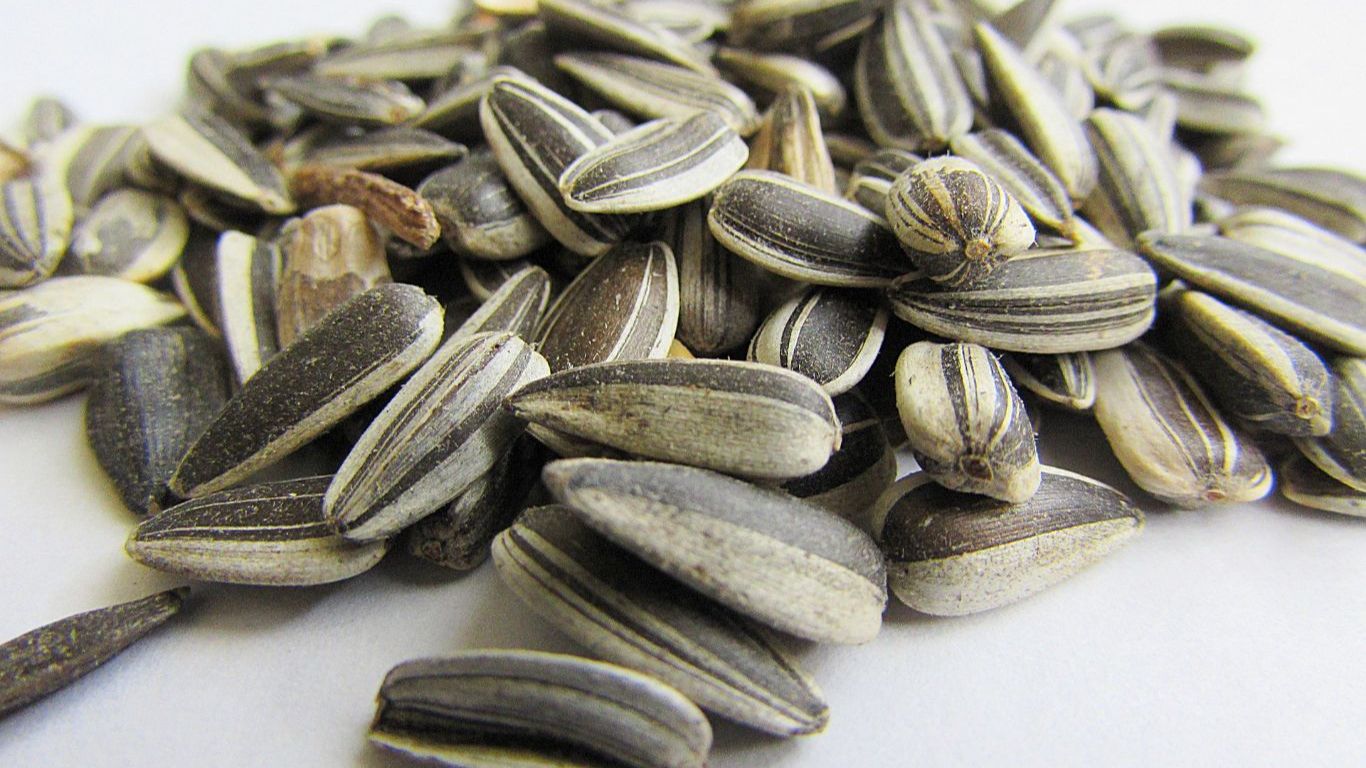 muhabbet-kusu-cekirdek-yer-mi