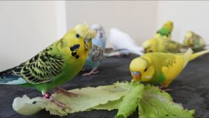 muhabbet-kusu-marul-yer-mi