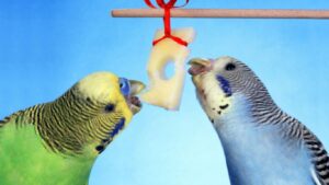 muhabbet-kusu-peynir-yer-mi