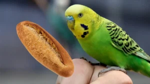 muhabbet-kuslari-ekmek-yer-mi