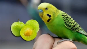 muhabbet-kuslari-erik-yer-mi