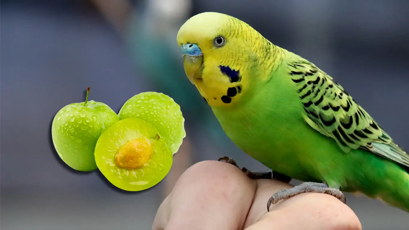 muhabbet-kuslari-erik-yer-mi