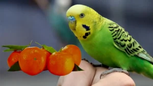 muhabbet-kuslari-mandalina-yer-mi