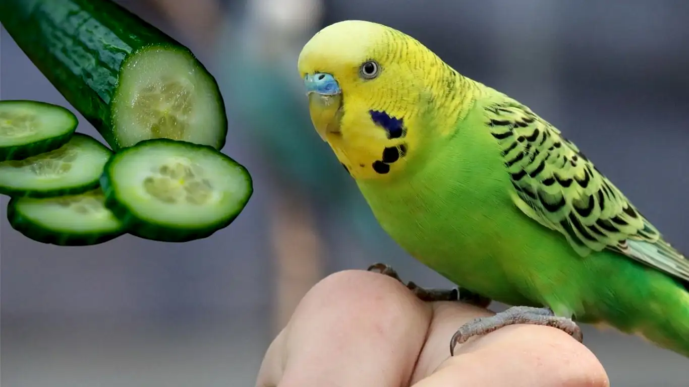 muhabbet-kuslari-salatalik-yer-mi