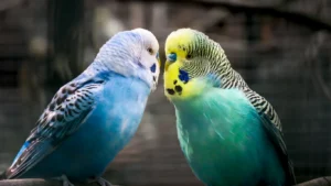 muhabbet-kusu-davranislari-ve-anlamlari