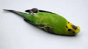 muhabbet-kuslarinda-kuruma-hastaligi