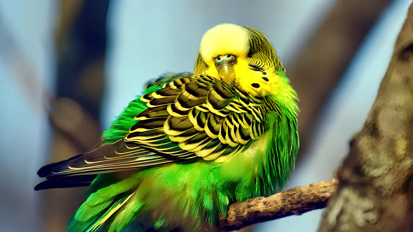 muhabbet-kusu-neden-kasinir